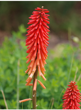 Kniphofia 'Nancy's Red'