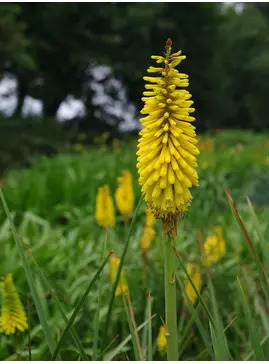 Kniphofia 'Sunningdale Yellow'