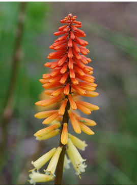 Kniphofia 'Tawny King'