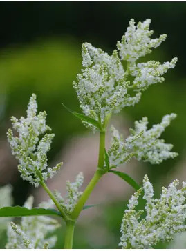 Koenigia alpina