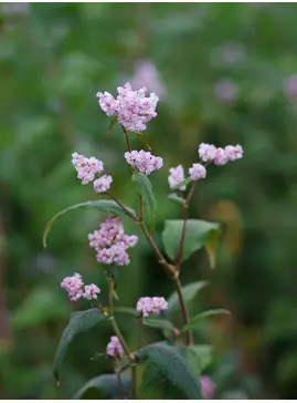 Koenigia campanulata 'Madame Jigard'