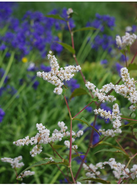 Koenigia campanulata 'Southcombe White'