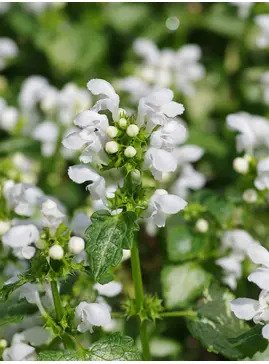 Lamium maculatum 'White Nancy'