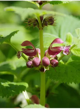 Lamium orvala