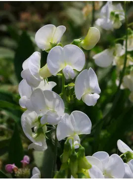 Lathyrus latifolius 'White Pearl'