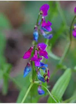 Lathyrus vernus