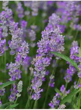 Lavandula angustifolia 'Ashdown Forest'