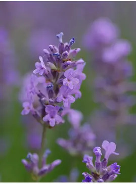 Lavandula angustifolia 'Munstead'