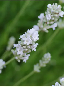 Lavandula angustifolia 'Nana Alba'