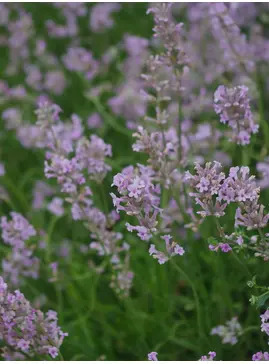 Lavandula angustifolia 'Rosea'