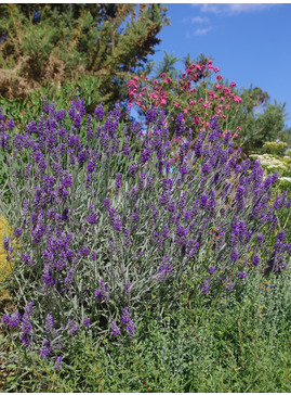 Lavandula lanata