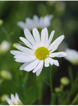 Leucanthemella serotina
