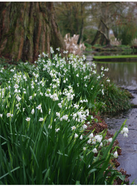 Leucojum aestivum 'Gravetye Giant' (DB)