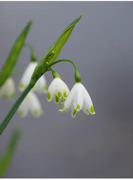 Leucojum aestivum 'Gravetye Giant'