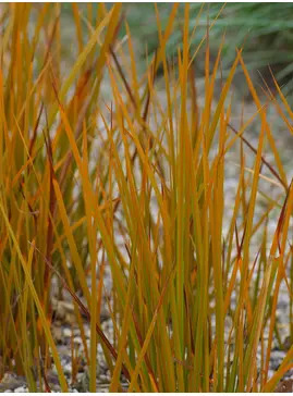 Libertia peregrinans 