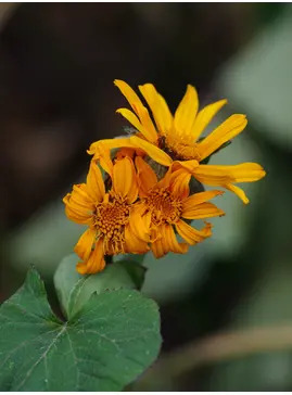 Ligularia dentata seedlings