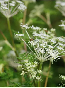 Ligusticopsis wallichiana (our original form)