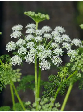 Ligusticum lucidum 