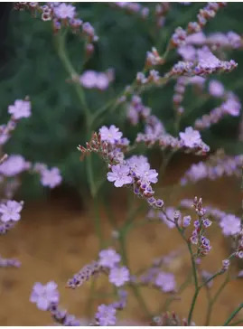 Limonium bellidifolium