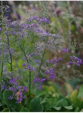 Limonium platyphyllum 'Violetta'