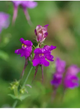 Linaria triornithophora