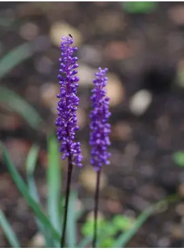 Liriope muscari