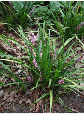 Liriope muscari 'Samantha' 