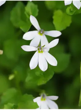 Lobelia angulata 'Treadwellii'