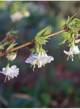 Lonicera × purpusii