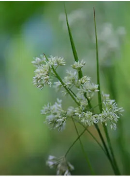Luzula nivea