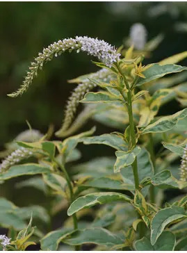 Lysimachia clethroides 'Geisha'