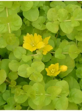 Lysimachia nummularia 'Aurea'