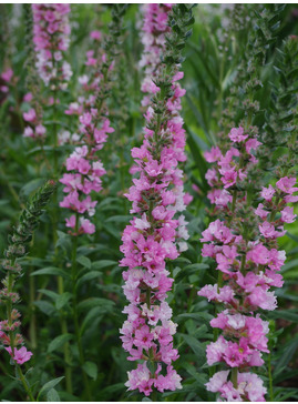 Lythrum salicaria 'Blush'