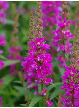 Lythrum salicaria 'Robert'