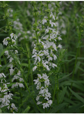 Lythrum salicaria white no. 7 form