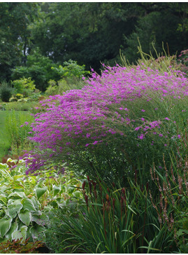 Lythrum virgatum 'Swirl'