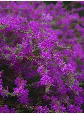 Lythrum virgatum 'Swirl'
