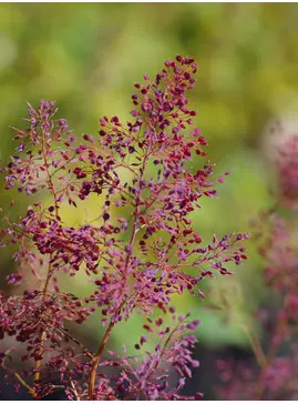 Macleaya microcarpa 'Spetchley Ruby'