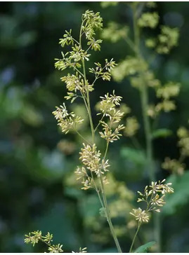 Macleaya x kewensis 'Flamingo'