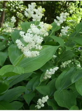 Maianthemum racemosum