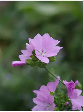 Malva moschata