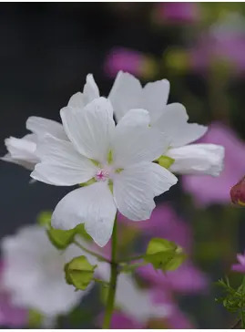 Malva moschata f. alba