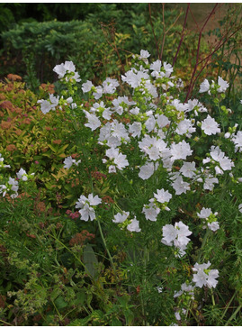 Malva moschata f. alba