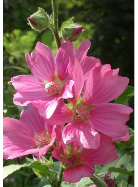 Malva x clementii 'Rosea'