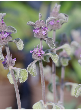 Marrubium supinum