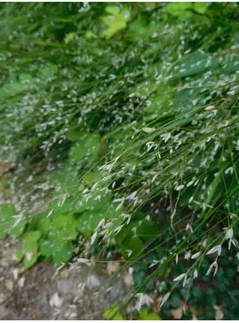 Melica uniflora f. albida