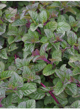 Mentha 'Blackcurrant'
