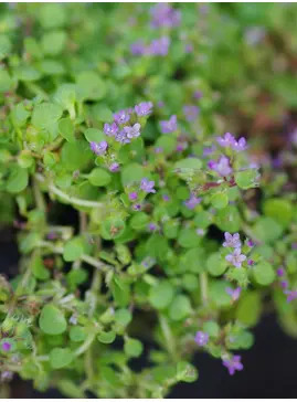 Mentha requienii