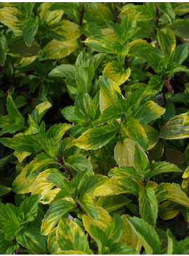 Mentha × gracilis 'Ginger'