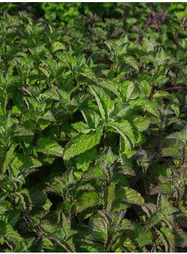 Mentha × piperita f. citrata 'Grapefruit'